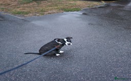 Mixed Breed dogs for sale: For sale  - Image 4