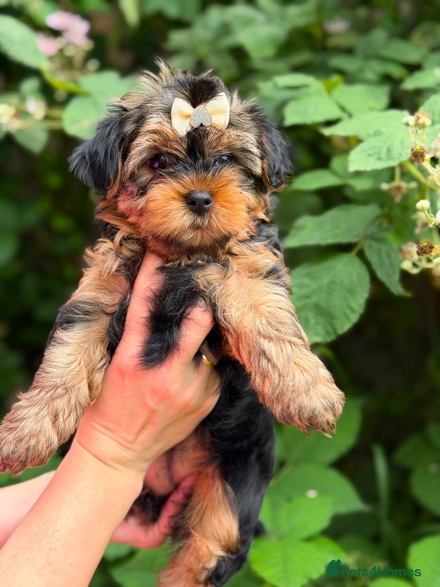 Yorkshire Terrier dogs Ready now, Last Yorkshire terrier girl.  - Advert 4