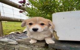 Welsh Corgi Pembroke dogs for sale: Stunning KC Registered Corgis - Image 16