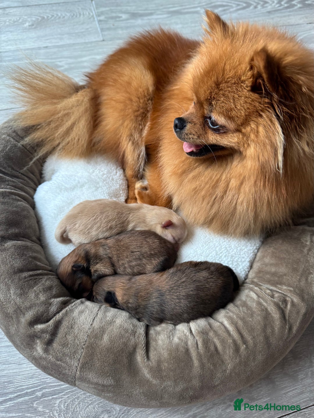 Pomeranian dogs for sale: KC PEDIGREE POMS 🩷🧸  - Image 2