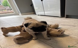 Pug dogs for sale: 🐾 Adorable Pug Puppies for Sale – £700 Each 🐾 - Image 11