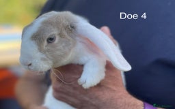 Mini Lop rabbits for sale: Gorgeous Pure Mini Plush Lops - Image 17