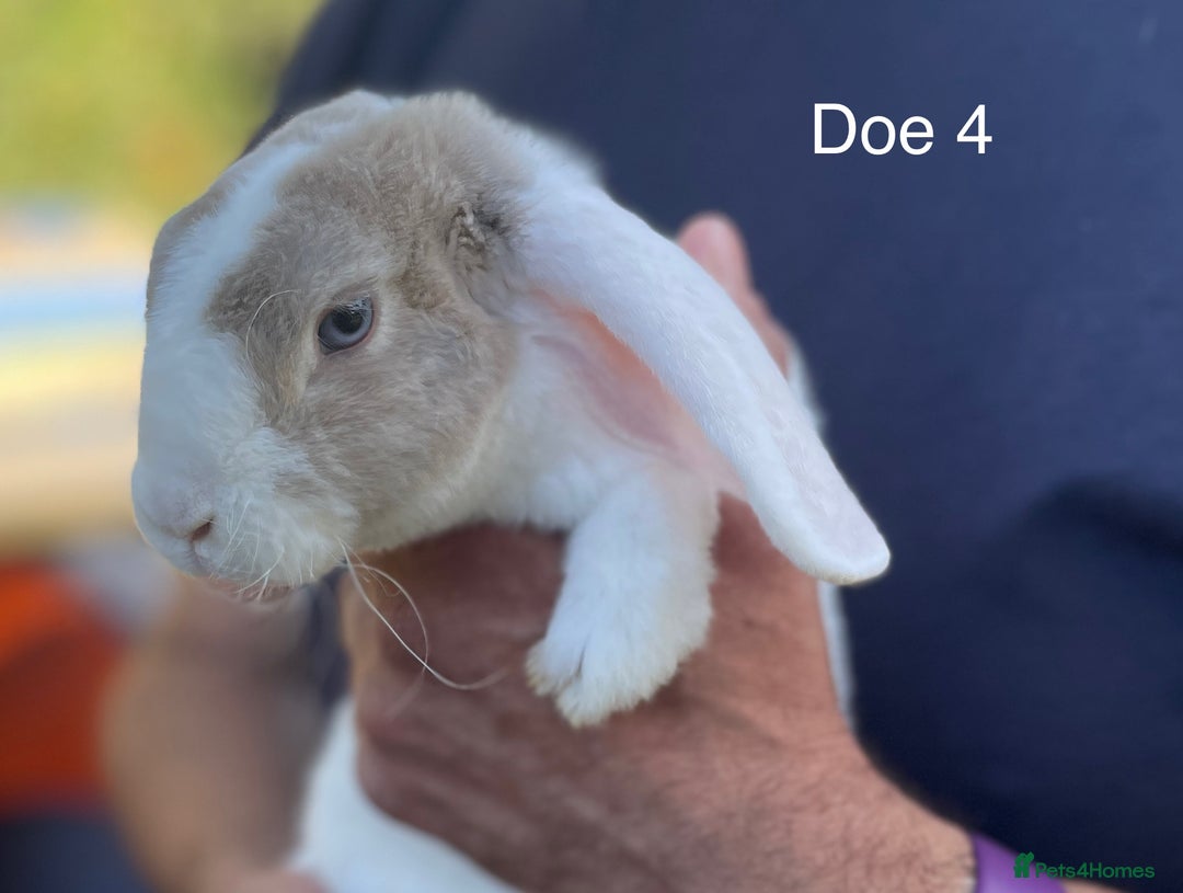 Mini Lop rabbits for sale: Gorgeous Pure Mini Plush Lops - Image 17