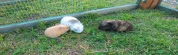 Guinea Pig rodents for sale: Male & Female guinea pigs various types & colours  - Advert 16