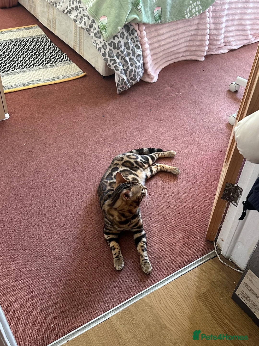Bengal cats for stud: Pure Bengal cat Stud in London - Advert 3