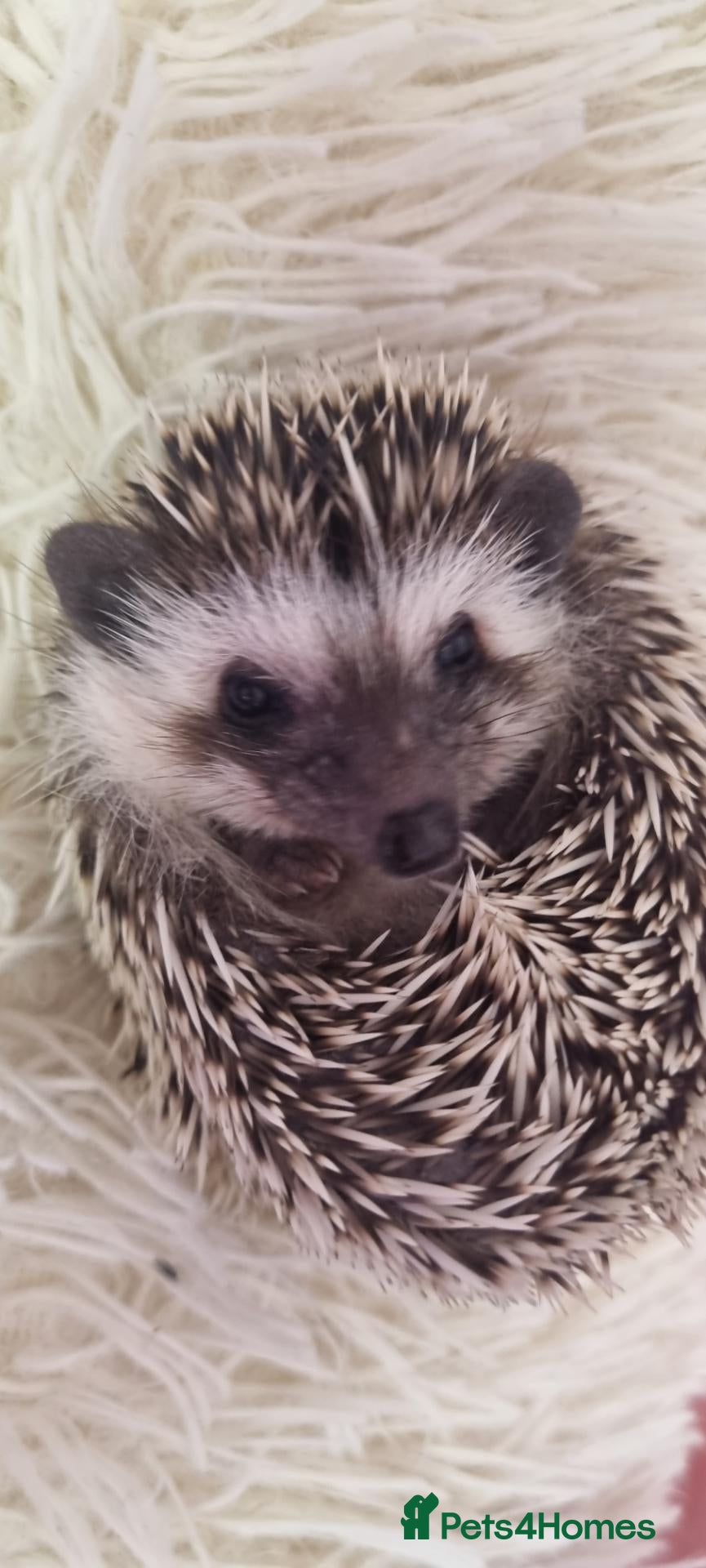 Pygmy Hedgehog rodents Pygmy hedgehog. - Advert 1