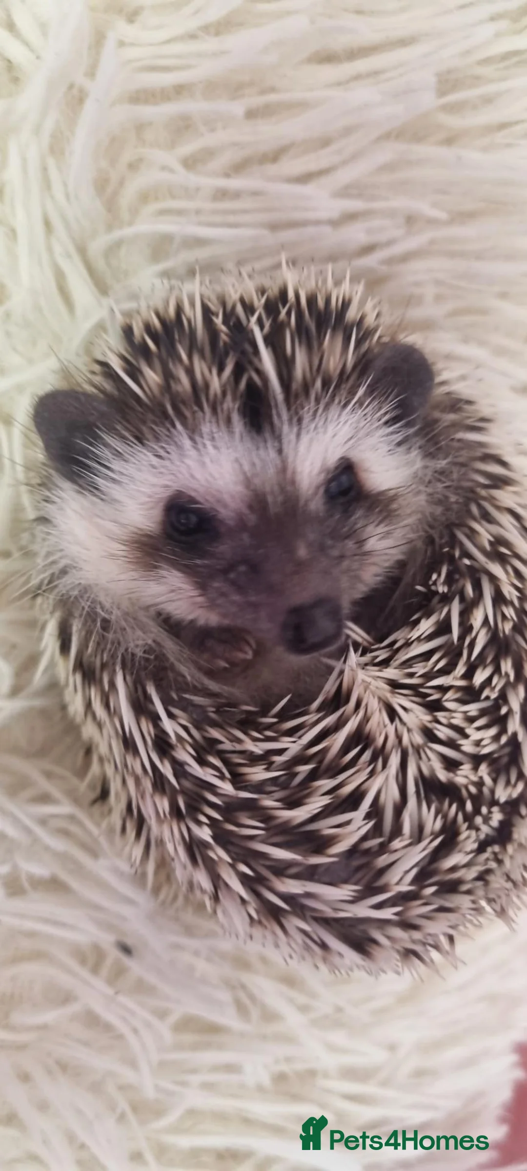Pygmy Hedgehog rodents for sale: Pygmy hedgehog. in Accrington - Advert 1