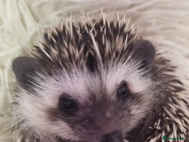 Pygmy Hedgehog rodents Pygmy hedgehog. - Advert 4