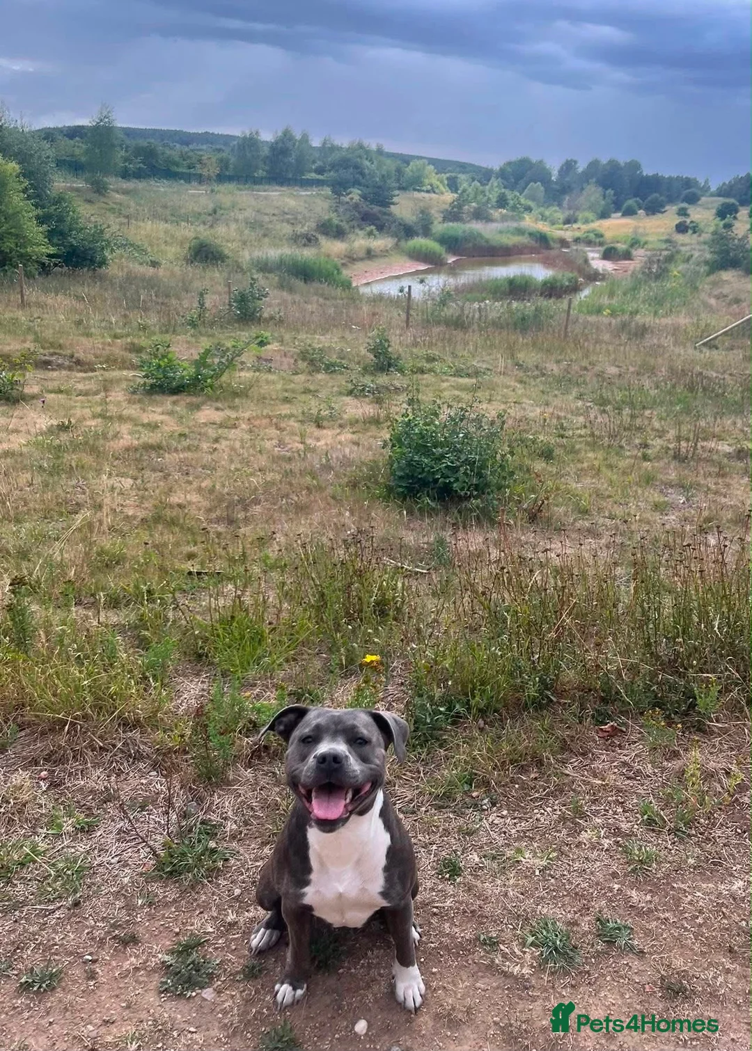 Mixed Breed dogs for sale: Staffordshire x springer  in Newark - Advert 6
