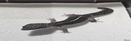 Leopard Gecko reptiles for sale: Black night leopard geckos  - Advert 9