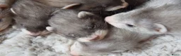 Ferret rodents for sale: Beautiful Kits  in Peterlee - Advert 8