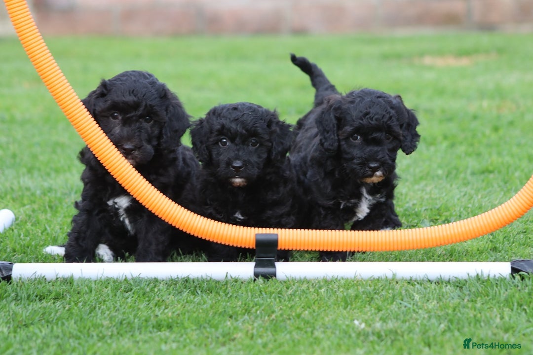 Cavapoochon dogs for sale: Beautiful Cavapoochon puppies for sale - Image 25