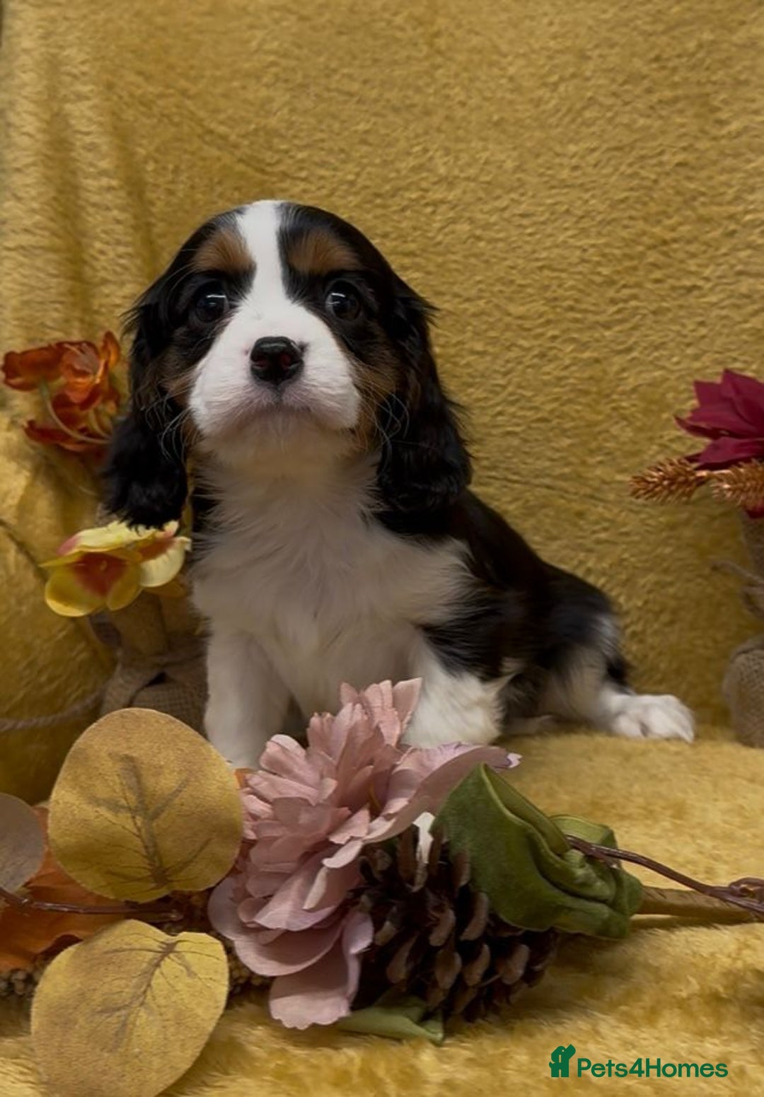 Cavalier King Charles Spaniel dogs for sale: 🐾Beautiful cavalier king Charles🐾  - Image 7