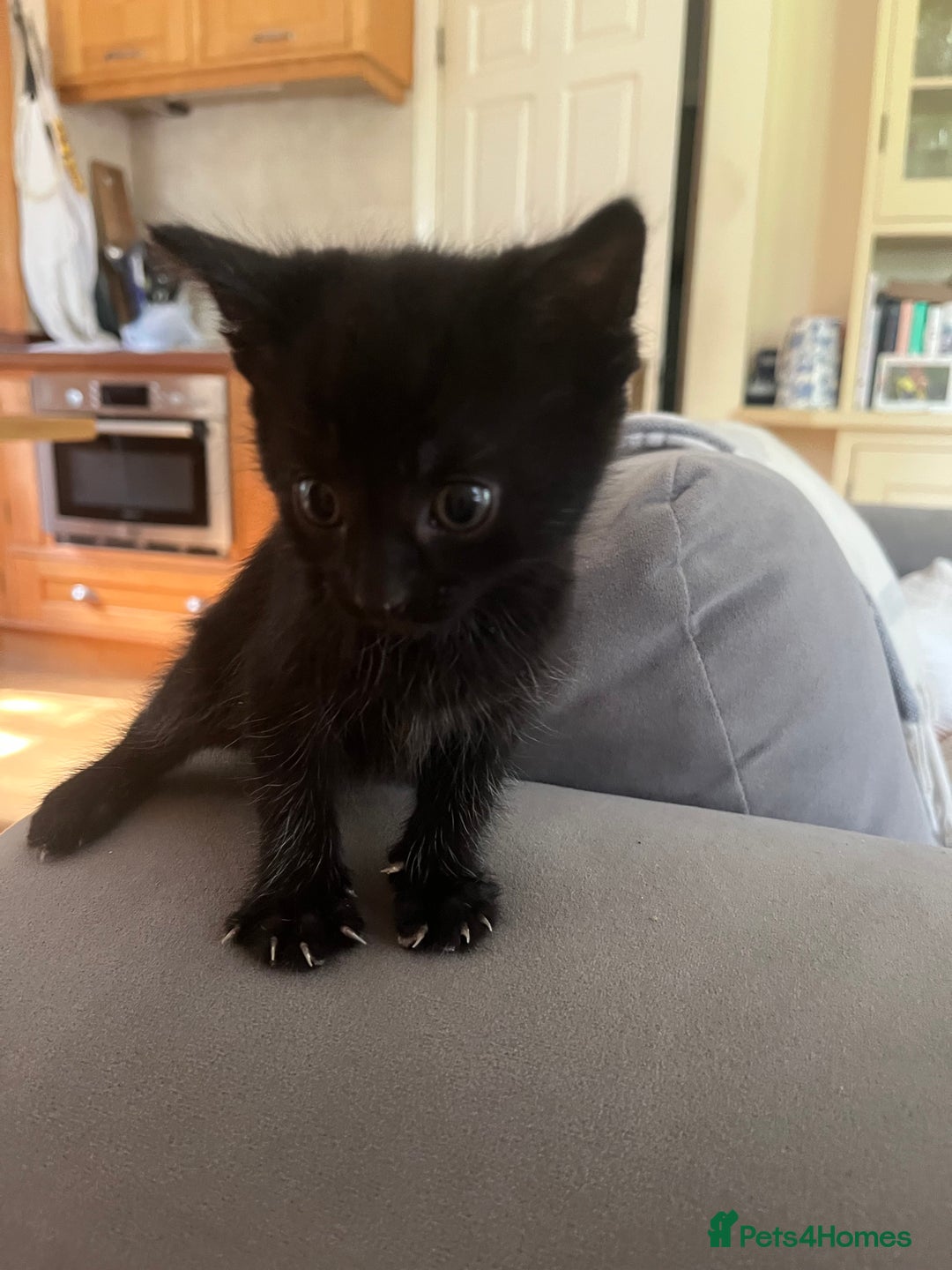 Domestic Shorthair cats for sale: Kittens for sale £120 - Image 6