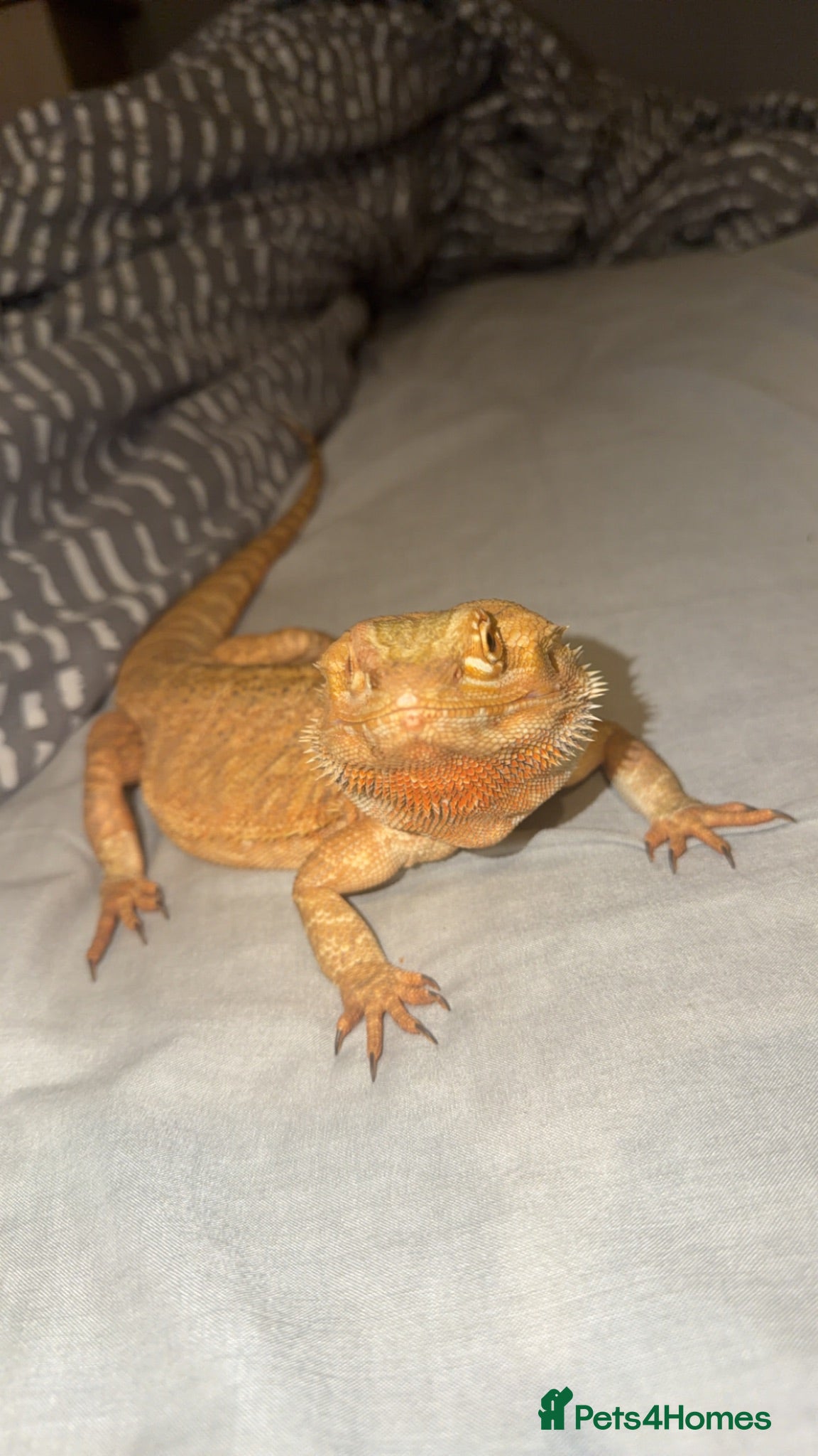 Bearded Dragon reptiles Bearded Dragon (Female) - Advert 9