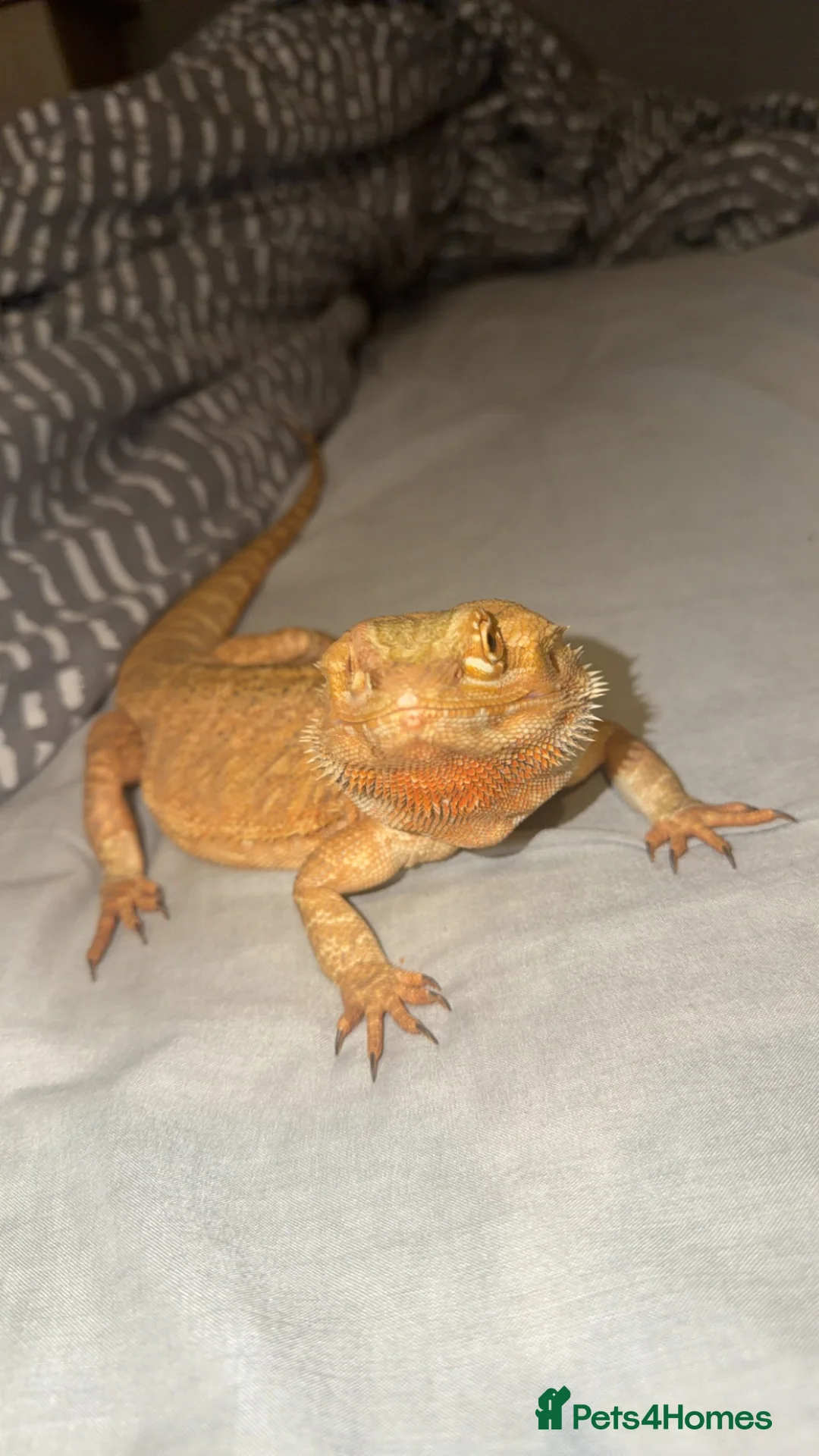 Bearded Dragon reptiles for sale: Bearded Dragon (Female) in Wallsend - Advert 1