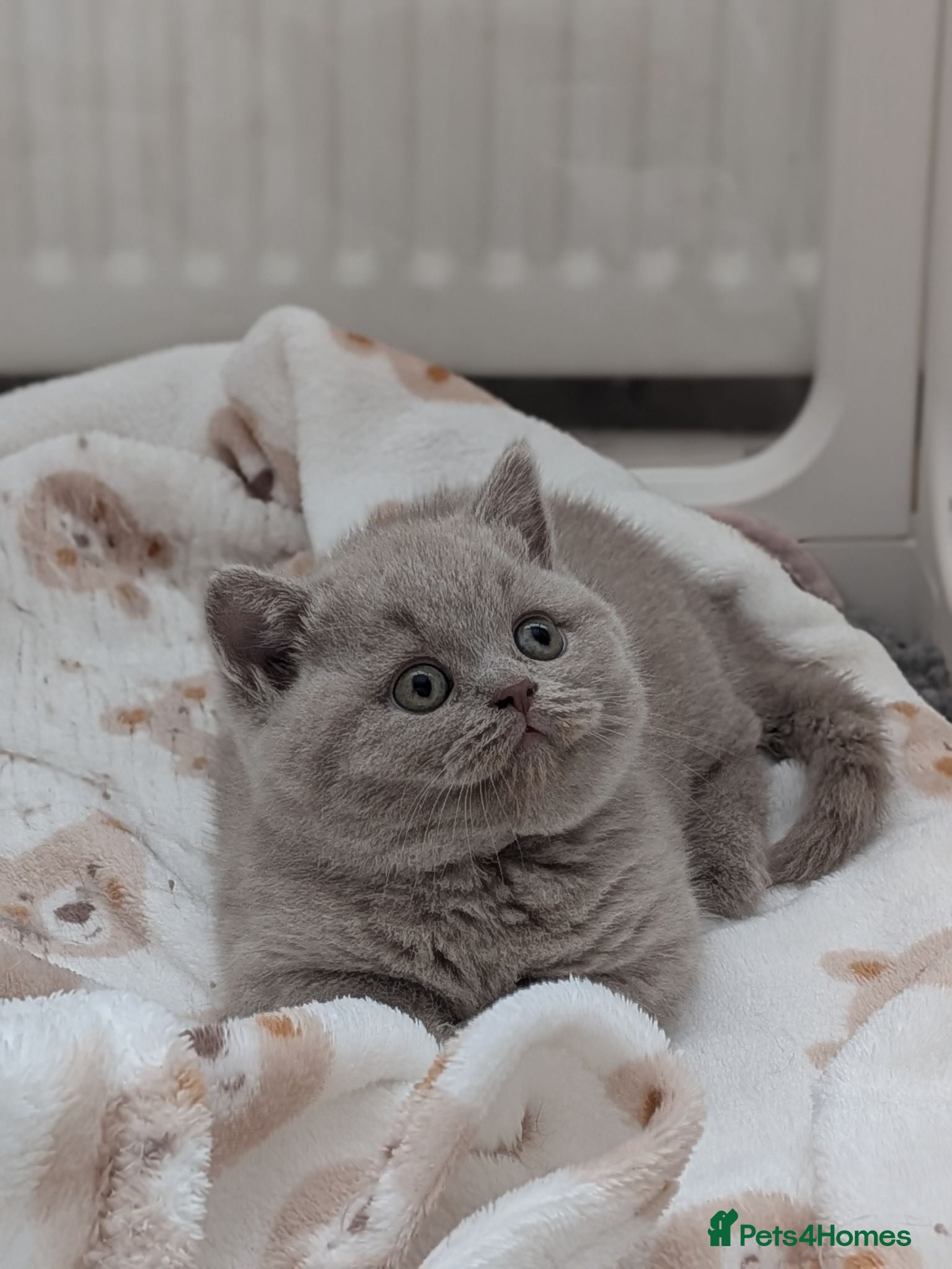 British Shorthair cats GCCF registered Kittens champion sired  - Advert 1