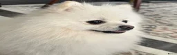 Pomeranian dogs for stud: White Pomeranian Male Available for Stud - Advert 2