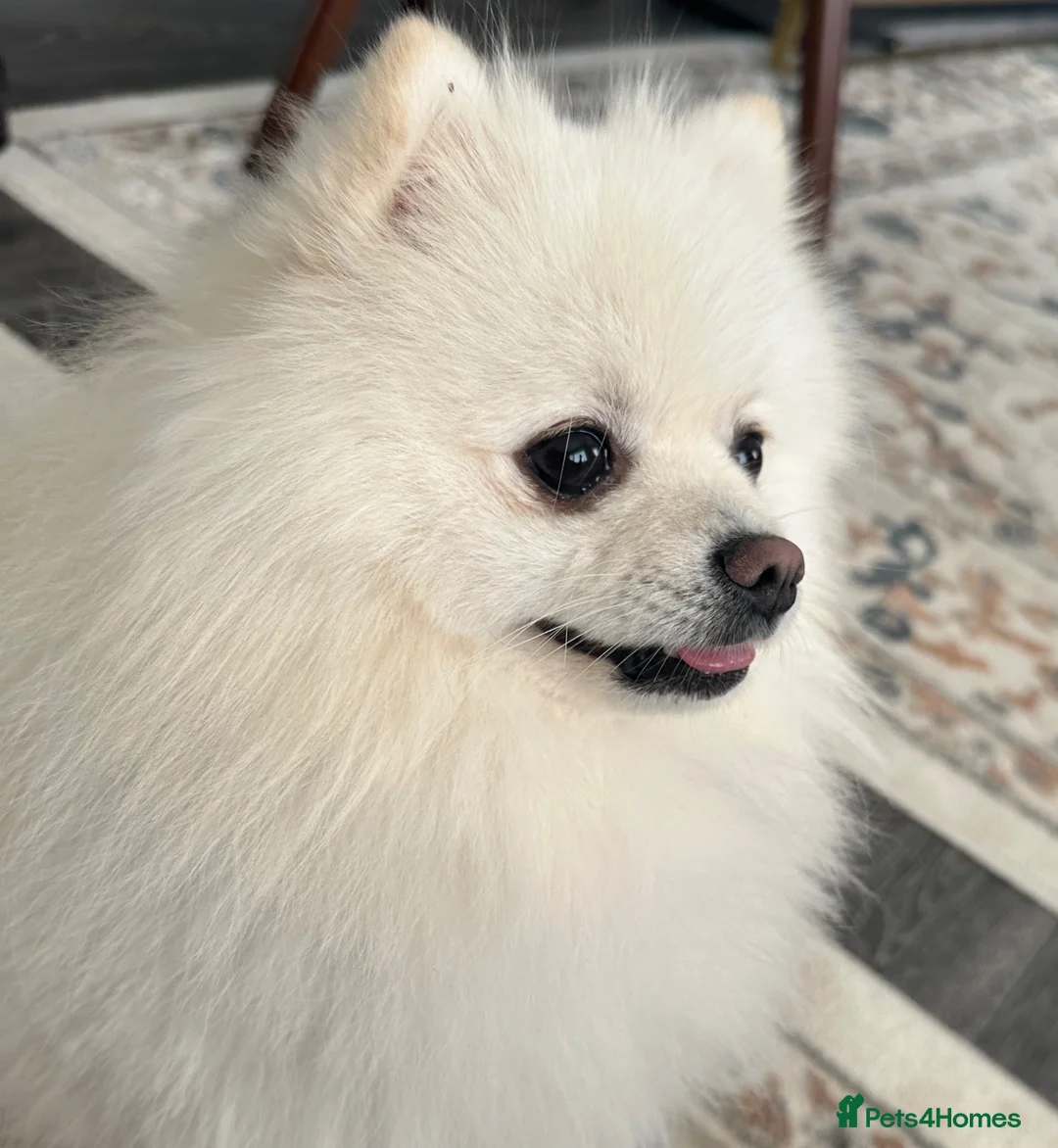 Pomeranian dogs for stud: White Pomeranian Male Available for Stud - Advert 2