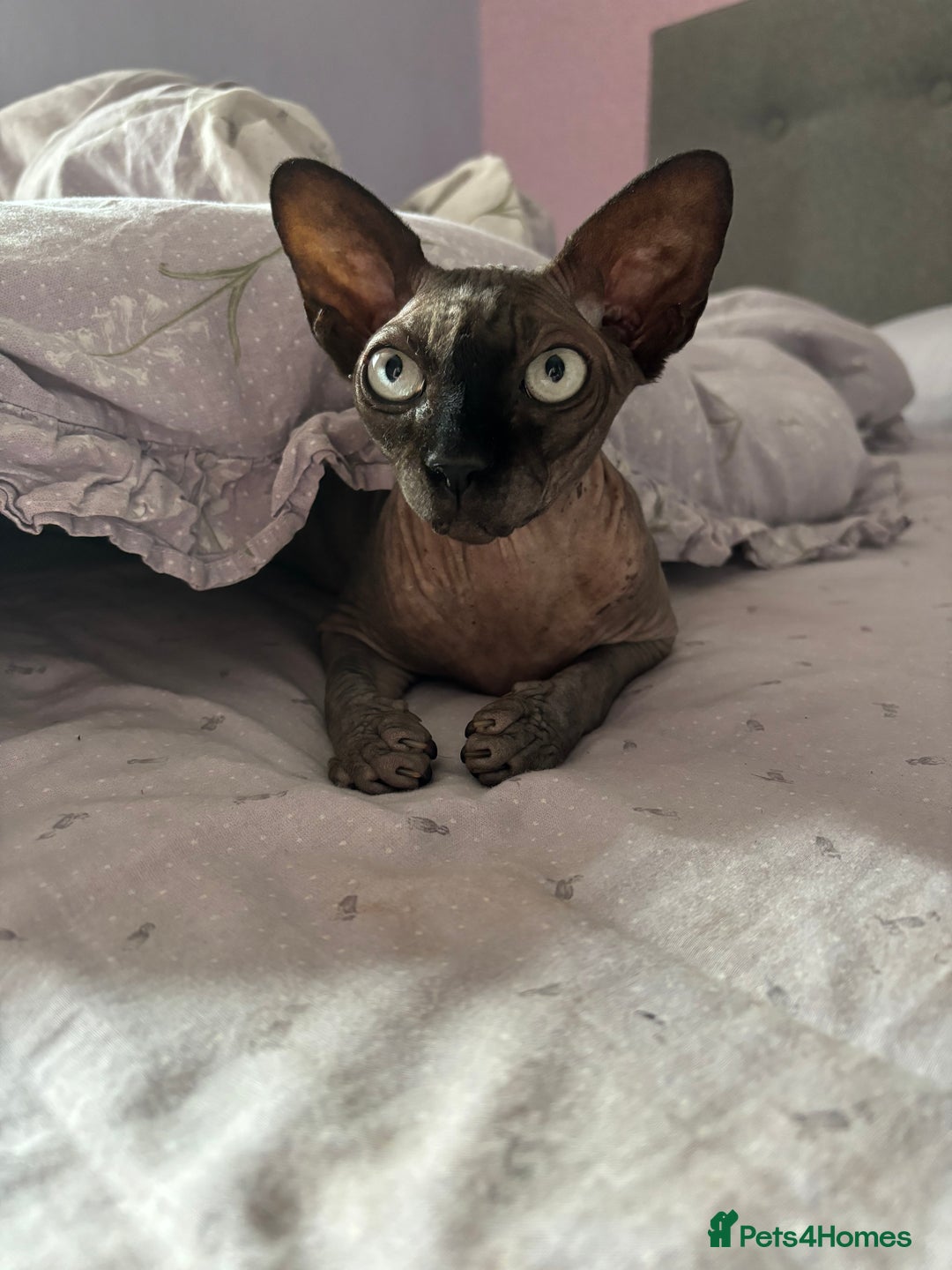 Sphynx cats for sale: Two Sphynx cats looking for forever home  - Image 5
