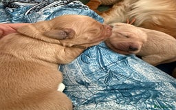 Golden Retriever dogs for sale: Beautiful Golden Retriever boys  - Image 14