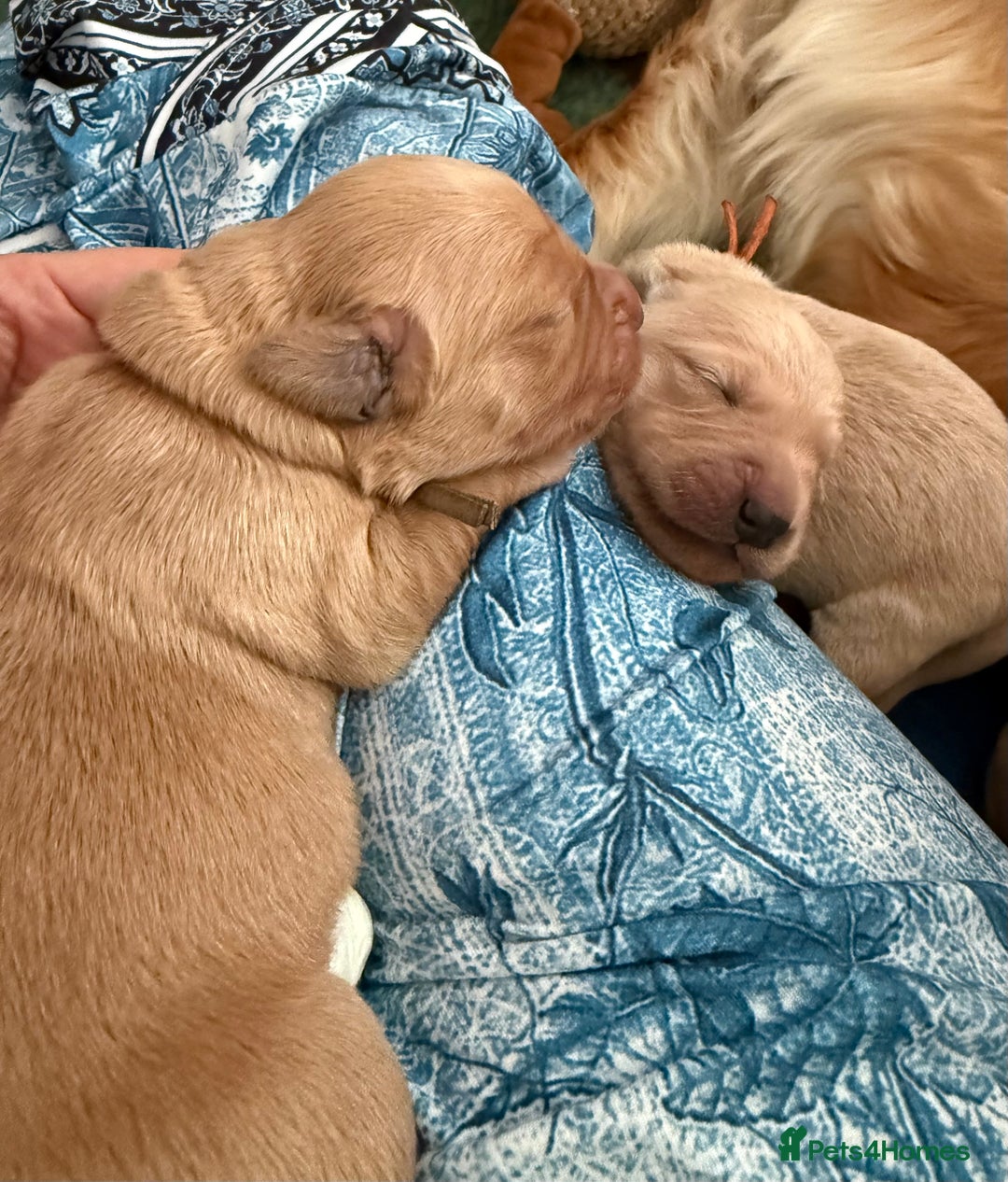 Golden Retriever dogs for sale: Beautiful Golden Retriever boys  - Image 14