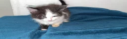 Mixed Breed cats for sale: Five beautiful kittens - Advert 5
