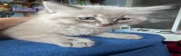 Ragdoll cats for sale: Female ragdoll - Advert 3