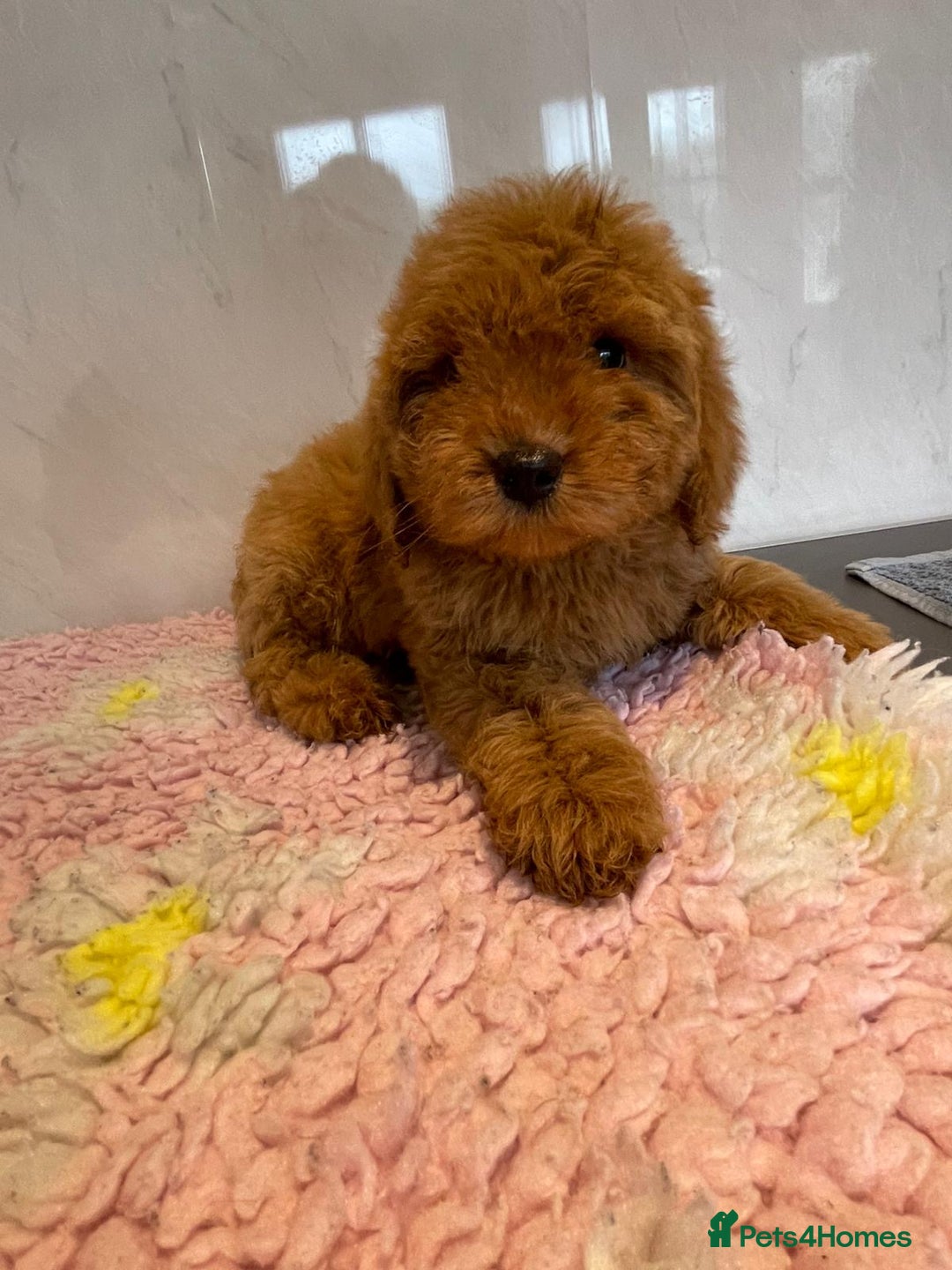 Cavapoo dogs for sale: Beautiful cavapoo puppies - Advert 3