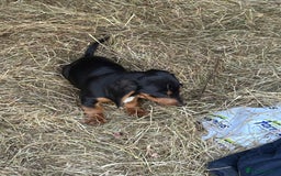 Dachshund dogs for sale: Black and Tan dog  - Image 3