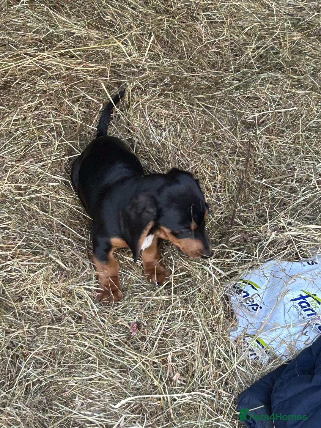 Dachshund dogs for sale: Black and Tan dog  - Image 3