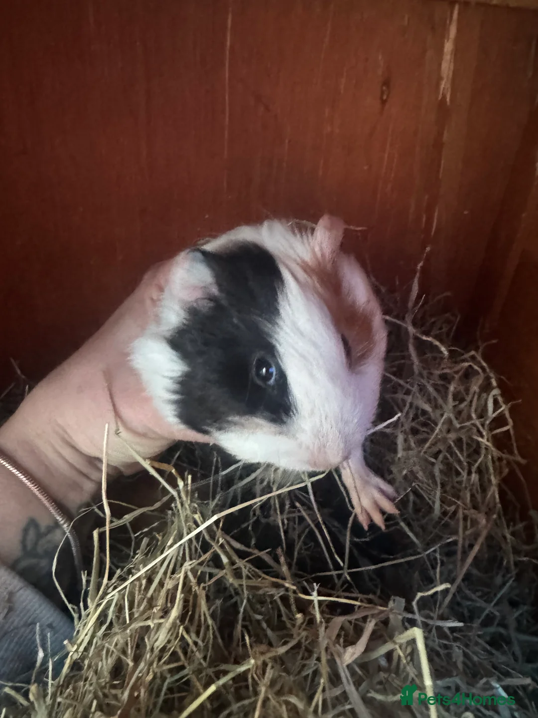 Guinea Pig rodents for sale: 2 male guinea pigs in Manchester - Advert 2
