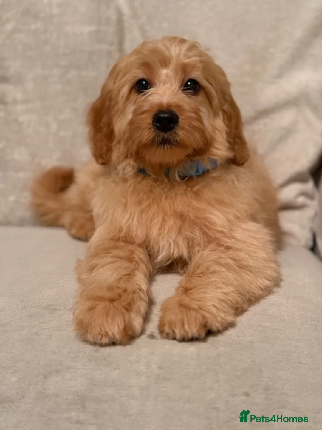 Cavapoo dogs for sale: Roll the cavapoo - Advert 13