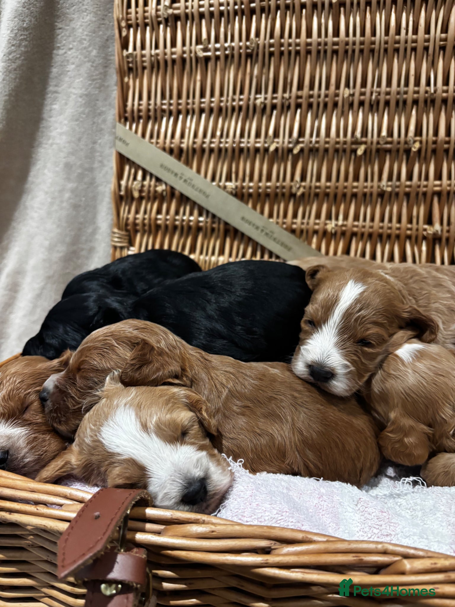 Cockapoo dogs for sale: Beautiful F1 Show Cockapoos 🥰❤️‍🔥 - Advert 1