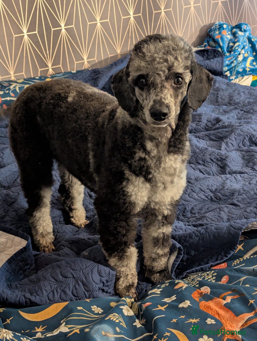 Cockapoo dogs for sale: Beautiful F1b cockapoo puppies - Advert 13