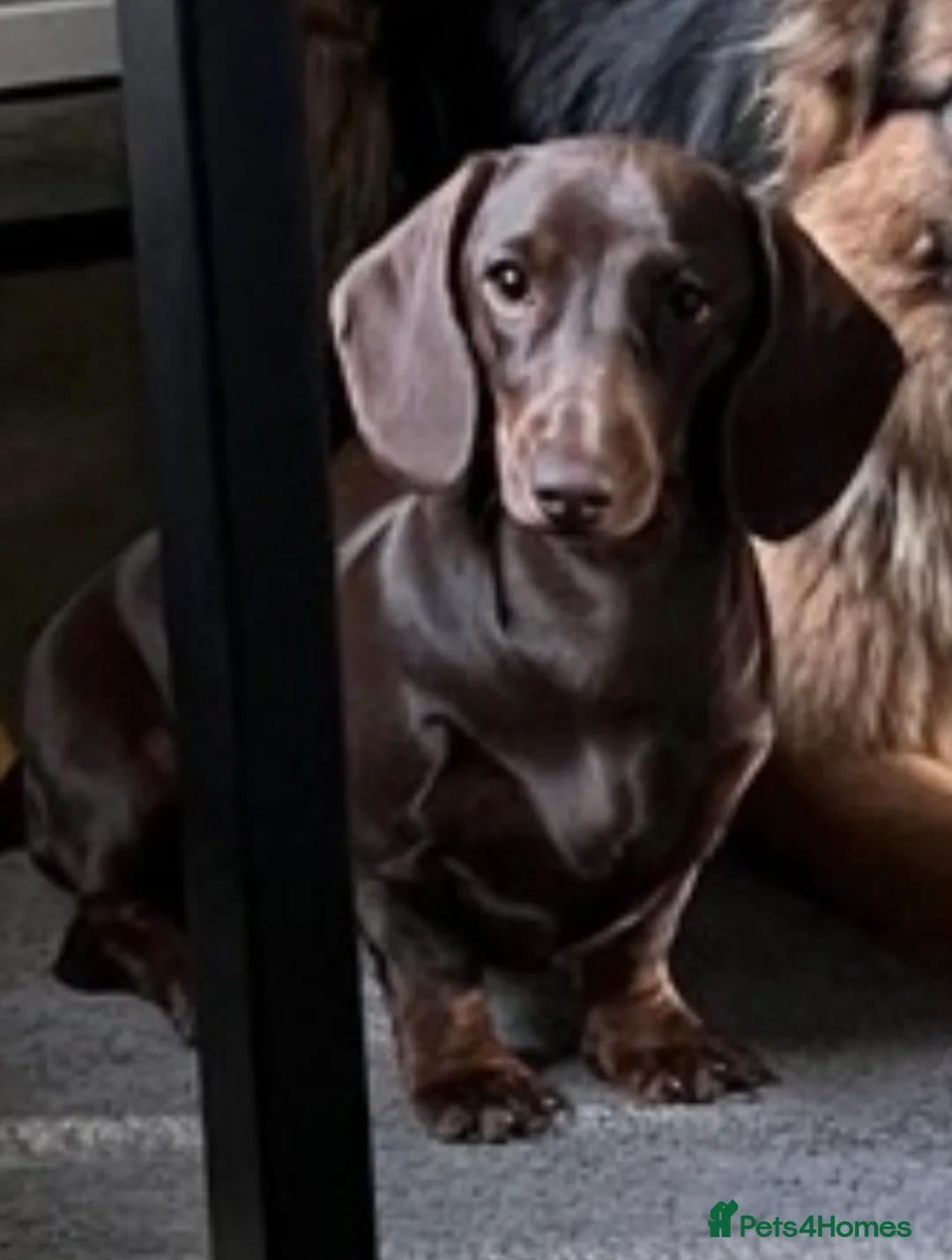 Miniature Dachshund dogs for sale: Miniature dachshund puppy for sale  - Advert 6