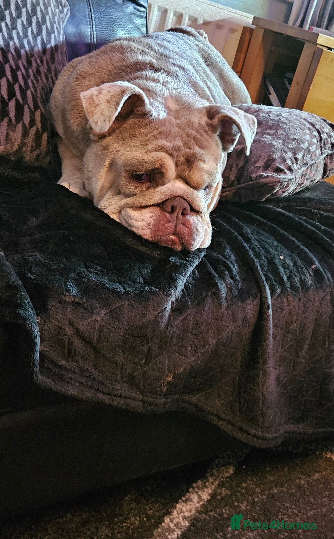 English Bulldog dogs for sale: Fawn Merle English Bulldog Female  - Image 7