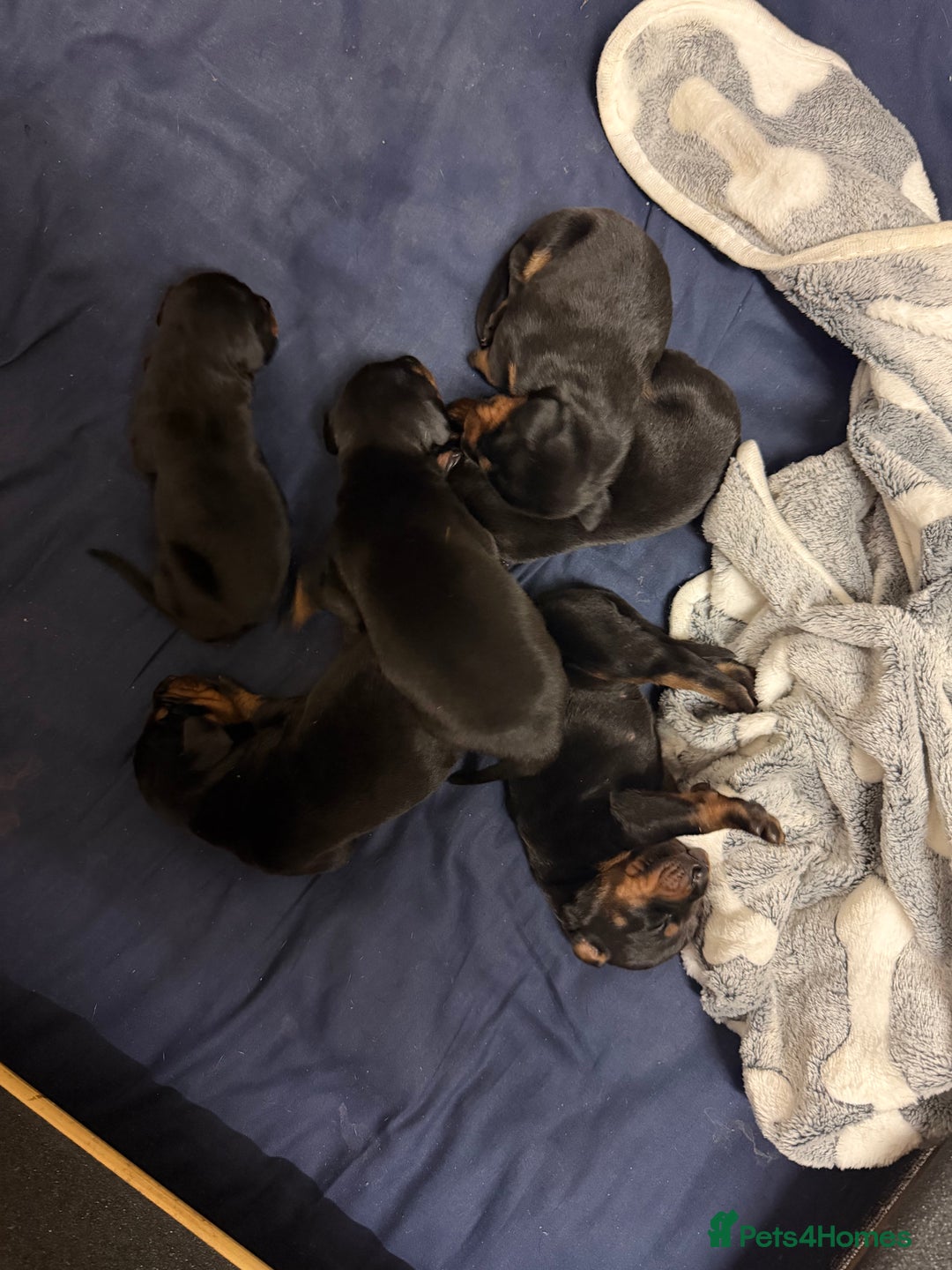 Dobermann dogs for sale: Gorgeous Black and Tan Dobermann puppies  - Image 4