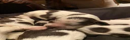Cocker Spaniel dogs for sale: Stunning KC Choc. Roan Show Cocker Spaniel Pups - Advert 13