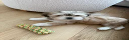 Lhasa Apso dogs for sale: Lhasa Apso Female Puppy for a loving home - Advert 6