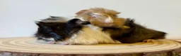 Guinea Pig rodents for sale: Selection of guinea pigs looking for new homes  - Advert 15