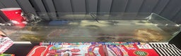 Turtle reptiles for sale: Musk Turtles and tank - Advert 3