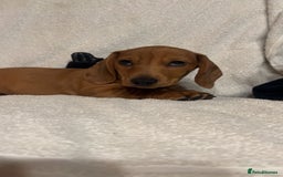 Miniature Dachshund dogs for sale: Ready to leave Miniature dachshunds cearphilly  - Image 34