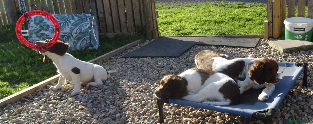 English Springer Spaniel dogs for sale: English Springer Spaniel Puppy 2 - English Springer Spaniel Puppies - Image 27