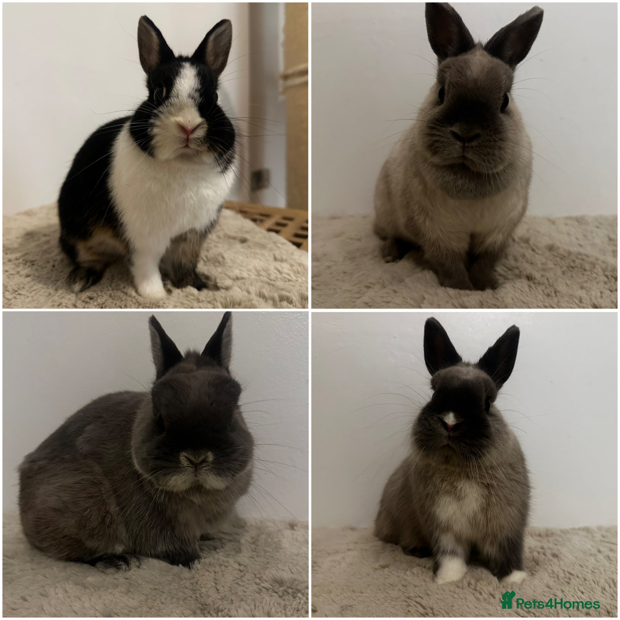 Netherland Dwarf rabbits Gorgeous Netherland dwarf  - Advert 1