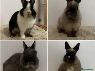 Netherland Dwarf rabbits Gorgeous Netherland dwarf - Advert 4