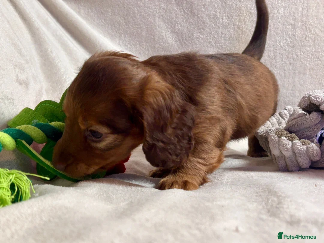 Miniature Dachshund dogs for sale: Gorgeous Mini Dachshund Puppies - Chocolate & Tan - Advert 9