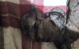 Mixed Breed dogs for sale: Gorgeous cavapoochon puppies - Image 4
