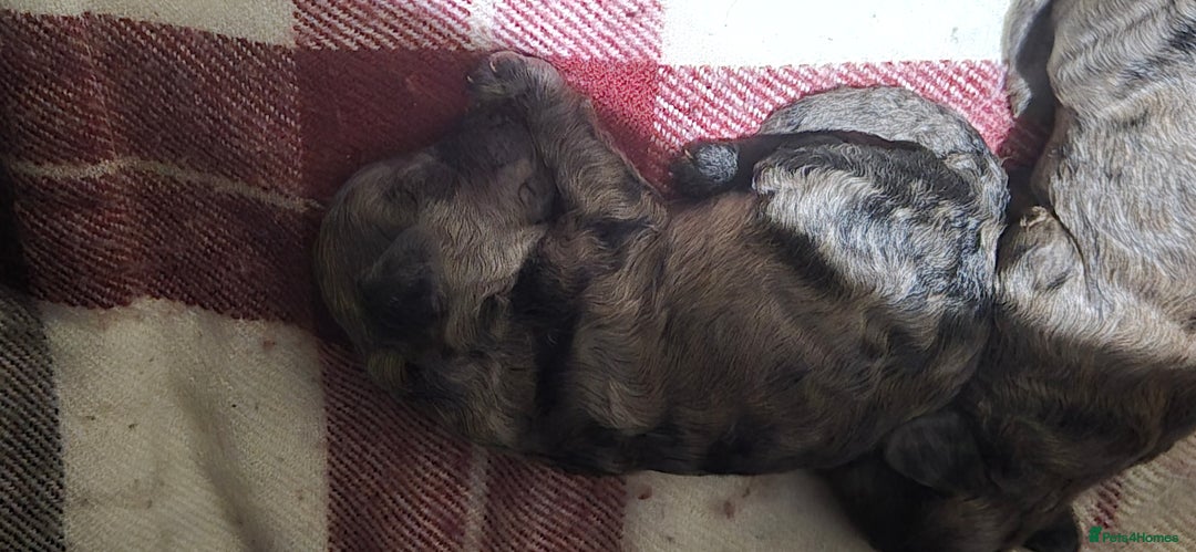 Mixed Breed dogs for sale: Gorgeous cavapoochon puppies - Image 4