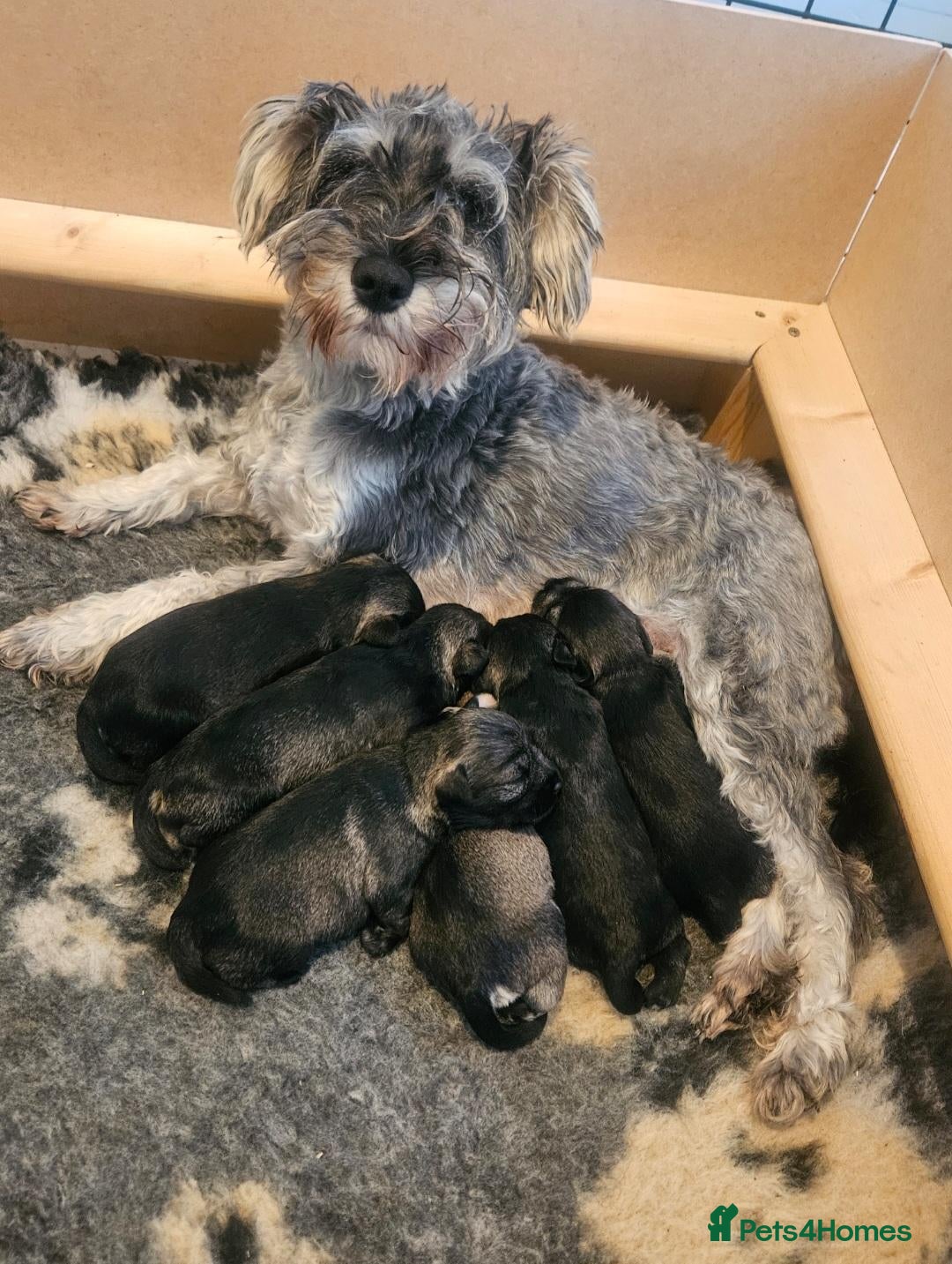 Miniature Schnauzer dogs Gorgeous miniature schnauzer pups - Advert 7